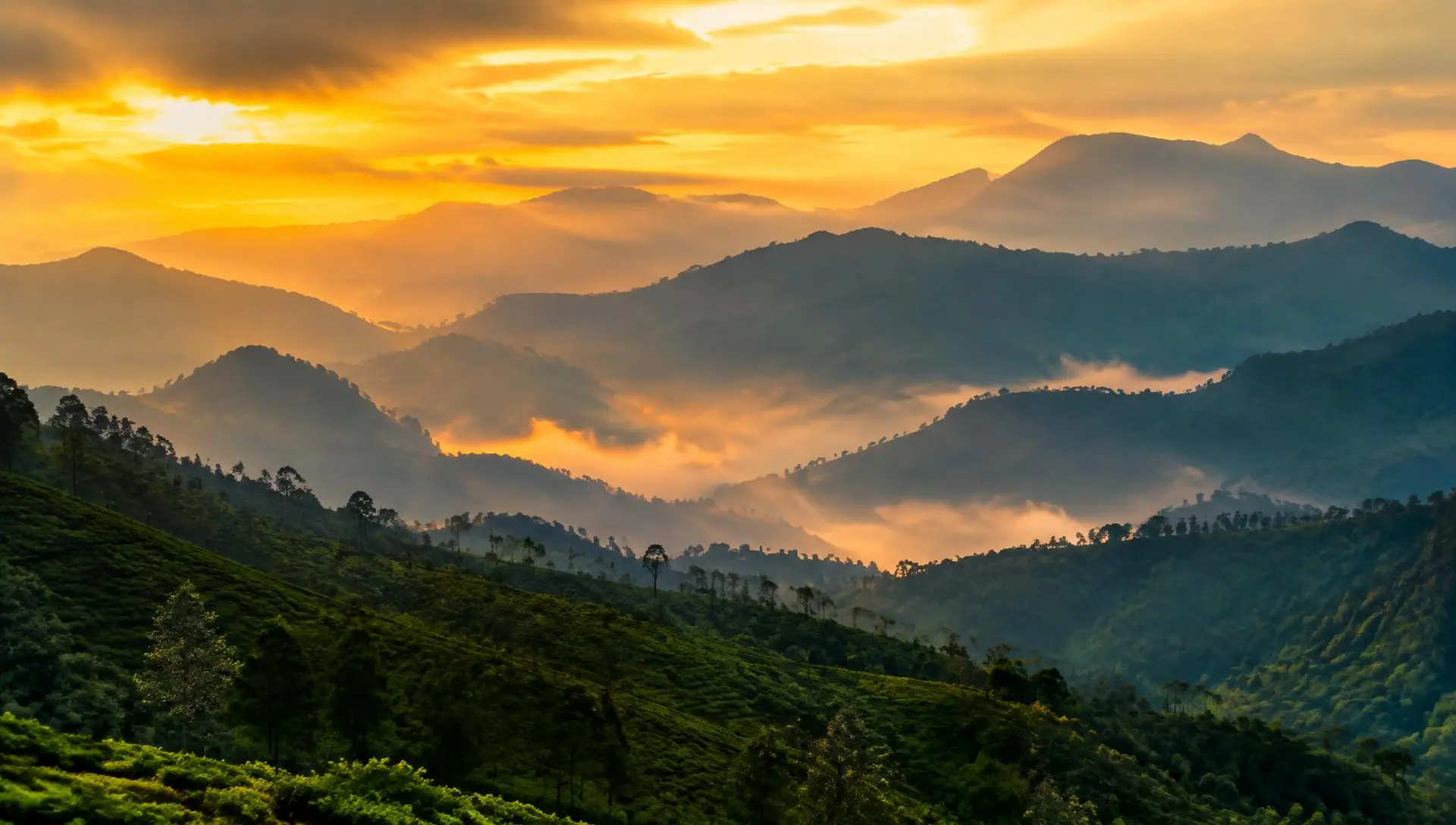 A Nilgiri peak rising above a sea of cloud at sunrise