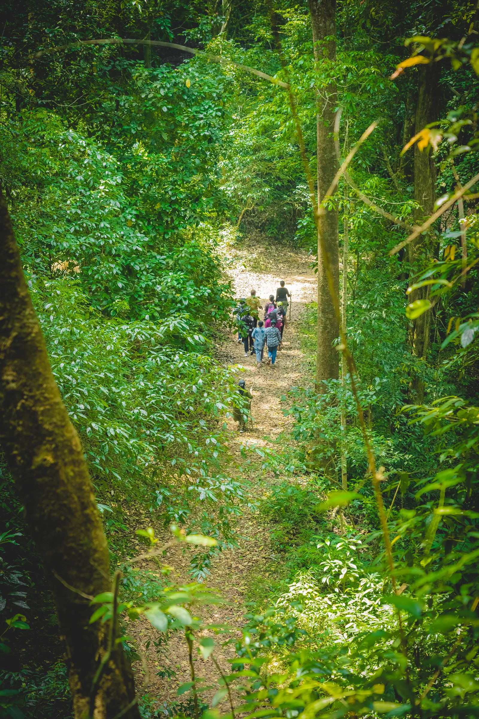 Trekkers walking a narrow trail deep inside dense rainforest