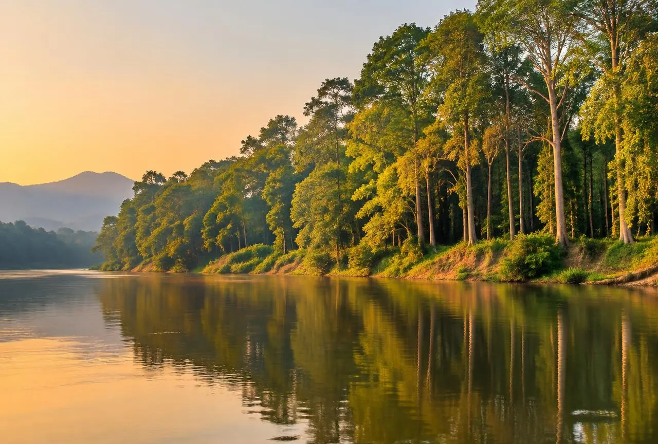 Teak forest beside a wide calm river at golden hour
